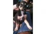 Adopt Riggens a Australian Shepherd  Mixed dog in Los Banos CA (