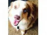 Adopt Banjo - MINI AUSSIE a Merle Australian Shepherd Mixed dog