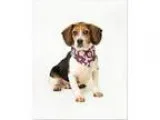 Adopt Millie a Beagle  Mixed dog in Troy VA (15661446)