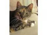 Adopt Aimee a Calico or Dilute Calico Calico (short coat) cat in