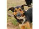 Adopt Sky a Black - with Tan Yellow or Fawn German Shepherd Dog 