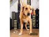 Adopt Roy a TanYellowFawn Labrador Retriever  Mixed dog in Ottaw