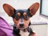 Adopt Charlie Brown a Miniature Pinscher  Mixed dog in Portland 