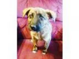 Adopt Mocha a Australian Shepherd  Mixed dog in Los Banos CA (15