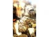 Adopt Lilly a Black - with Tan Yellow or Fawn Australian Shepher