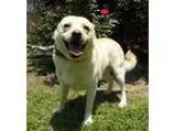 Adopt Voodo a TanYellowFawn Labrador Retriever  Mixed dog in Hug