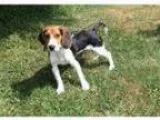 Adopt Oliver a Beagle