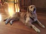 LOLA-see video-rescue only - Female Labrador Retriever
