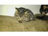Adopt Nowi a Tabby - Brown