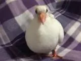Adopt Jeffrey a Pigeon Dove