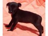 Adopt Gypsy (3 lb) a Black - with White Labrador Retriever  Terr