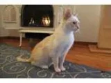 Adopt Chloe a Siamese