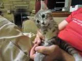 Mavis - Female Domestic Shorthair Mix