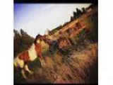 Great Trail Gaming Project Mare