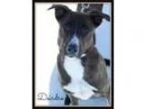 Adopt Deirdre a Husky Labrador Retriever