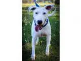 Adopt Minnie a White - with Black Bull Terrier  Mixed dog in Hou