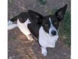 Adopt DOTTY a White - with Black Dachshund  Mixed dog in Peralta
