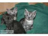 Reg. Egyptian Mau kits