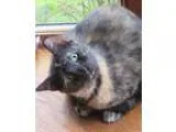 Adopt Whitney a Tortoiseshell Domestic Shorthair (short coat) ca