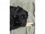 Adopt Zaida a German Shepherd Dog