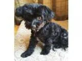 Adopt Sasha a Black Havanese  Poodle (Miniature)  Mixed dog in E