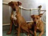 Adopt Josie and Jasmine a Labrador Retriever