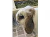 Adopt Herman a White Mini Lop  Mixed (medium coat) rabbit in Mon