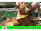 Adopt Chachi a RedGoldenOrangeCh estnut - with White Labrador Re