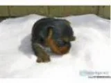 yorkshire Terrier AKC and CKC Registered