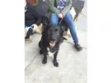 Debbie - Female Labrador Retriever Mix