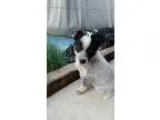 Adopt Summer a Australian Cattle Dog  Mixed dog in Los Banos CA 