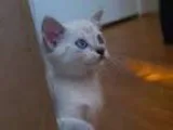 Adopt Olivia s boy (adoption pending) a Siamese