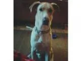 Adopt Odie a Labrador Retriever