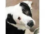 Adopt Marcus -- Bonded Buddy With Maisey a Labrador Retriever  B