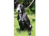 Adopt Kenzie a Black - with Gray or Silver Australian Cattle Dog