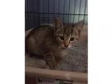 Adopt Keanu a Brown Tabby Domestic Shorthair (short coat) cat in