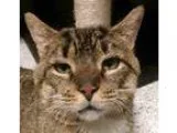 Adopt Tiger a Brown Tabby Domestic Shorthair (short coat) cat in