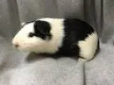 Adopt Toby (ISO BFF) a Guinea Pig Short-haired