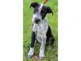 Adopt STEVIE a Black - with Gray or Silver Welsh Terrier  Labrad