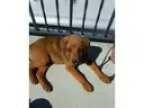 Adopt Damon a Siberian Husky Golden Retriever