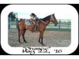 Gentle Gelding