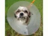 Adopt Peg a Shih Tzu