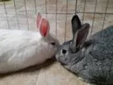 Adopt Reggie and Carmello a Chinchilla Chinchilla Giant  Mixed (
