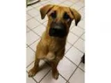 Adopt Smooch a TanYellowFawn German Shepherd Dog  Mixed dog in D