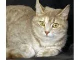 Adopt Nikki a Gray Blue or Silver Tabby Domestic Shorthair (shor