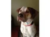 Adopt James 520 a Hound (Unknown Type)  Mixed dog in Nixa MO (13