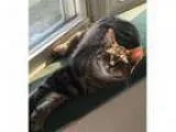 Adopt Luki a Tiger