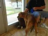 Adopt Miller a Retriever