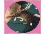 Adopt Rose a Brown Tabby Domestic Shorthair (short coat) cat in 