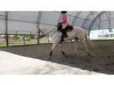 16 year old Appaloosa gelding looking for forever home